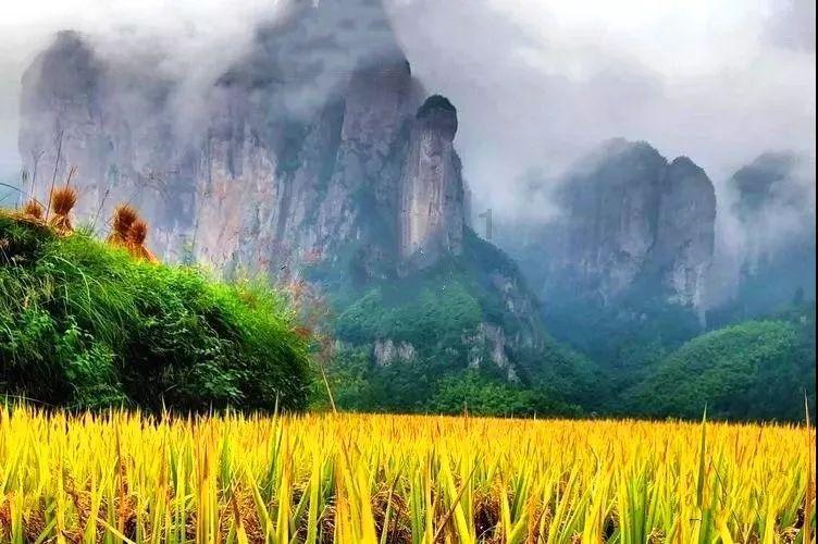 学习插花艺术